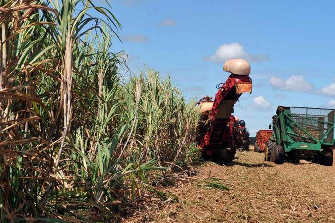 A área colhida de cereais, leguminosas e oleaginosas foi estimada em 63,1 milhões de hectares, ou seja, 3,5% a mais do que em 2018.(foto: Arquivo/Agência Brasil) A área colhida de cereais, leguminosas e oleaginosas foi estimada em 63,1 milhões de hectares, ou seja, 3,5% a mais do que em 2018.(foto: Arquivo/Agência Brasil)