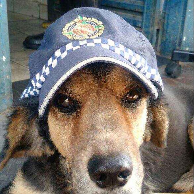 O cachorro, batizado de Qn01, morreu aos 10 anos de idade (foto: Divukgação/PMDF ) O cachorro, batizado de Qn01, morreu aos 10 anos de idade (foto: Divukgação/PMDF )
