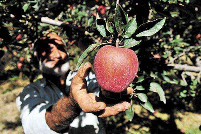 Produtor colhe fruta: calor antecipa florescimento das plantas(foto: Sajjad Hussain/AFP) Produtor colhe fruta: calor antecipa florescimento das plantas(foto: Sajjad Hussain/AFP)