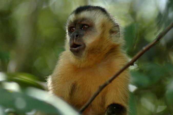 Um vídeo do incidente mostra a mulher rindo quando toca as partes íntimas do macaco em uma loja de animais(foto: Breno Fortes/CB/D.A Press) Um vídeo do incidente mostra a mulher rindo quando toca as partes íntimas do macaco em uma loja de animais(foto: Breno Fortes/CB/D.A Press)