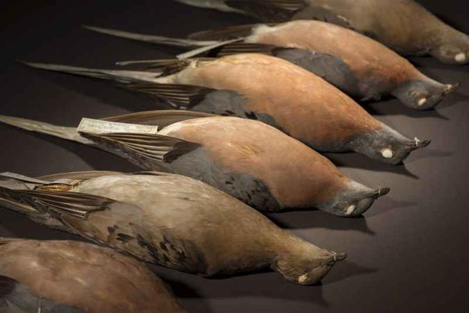 Espécimes de pombo passageiro: pesquisadores estudaram o DNA de animais pertencentes a museus(foto: Rene O'Connell/Divulgação ) Espécimes de pombo passageiro: pesquisadores estudaram o DNA de animais pertencentes a museus(foto: Rene O'Connell/Divulgação )