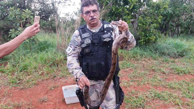 Jiboia encontrada perto de Planaltina (foto: BPMA/Divulgação ) Jiboia encontrada perto de Planaltina (foto: BPMA/Divulgação )