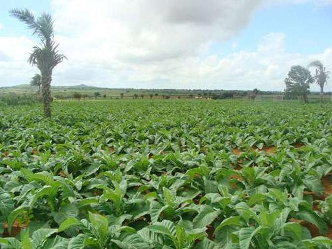 Plantação de tabaco sustenta cerca de 200 mil famílias no Brasil (foto: Valdiroliveirasantos.blogspot.co/Reprodução da internet) Plantação de tabaco sustenta cerca de 200 mil famílias no Brasil (foto: Valdiroliveirasantos.blogspot.co/Reprodução da internet)