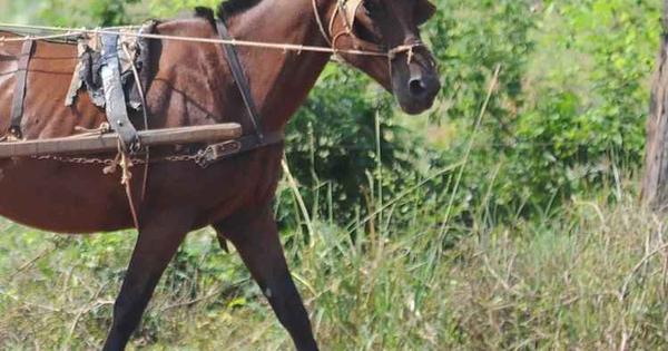 Cavalo morre ap&oacute;s receber quase 50 chicotadas e golpes de p&aacute; do dono