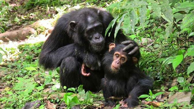 Chimpanzé tem ao menos 1% do genoma bonobo: parentes do homem(foto: M. Froehlich / Max Planck Institute for Ornithology/Divulgação) Chimpanzé tem ao menos 1% do genoma bonobo: parentes do homem(foto: M. Froehlich / Max Planck Institute for Ornithology/Divulgação)