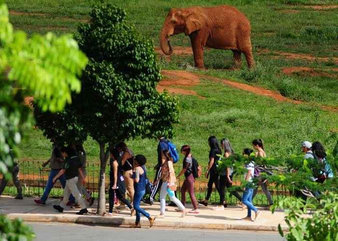 Zoológico de Brasília fica aberto das 8h30 às 17h, nesta terça-feira, para receber os visitantes (foto: Luis Nova/Esp. CB/D.A Press ) Zoológico de Brasília fica aberto das 8h30 às 17h, nesta terça-feira, para receber os visitantes (foto: Luis Nova/Esp. CB/D.A Press )