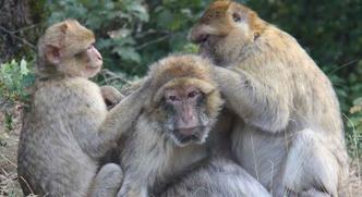 O macaco não transmite a doença, mas, ao contrair a febre amarela, indica a presença do vírus e permite que a população humana adote medidas preventivas(foto: Julia fischer/Divulgaçao) O macaco não transmite a doença, mas, ao contrair a febre amarela, indica a presença do vírus e permite que a população humana adote medidas preventivas(foto: Julia fischer/Divulgaçao)