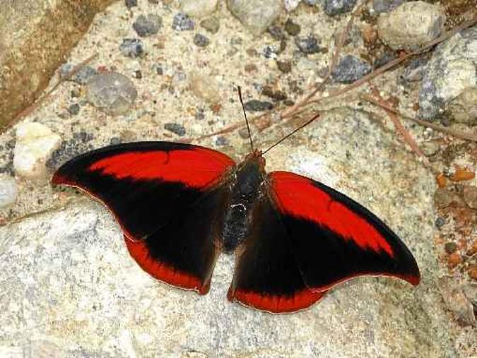 A Polygrapha suprema é uma borboleta rara, que vive na Mata Atlântica e está ameaçada de extinção pela perda de habitat(foto: Augusto Rosa/Divulgação) A Polygrapha suprema é uma borboleta rara, que vive na Mata Atlântica e está ameaçada de extinção pela perda de habitat(foto: Augusto Rosa/Divulgação)