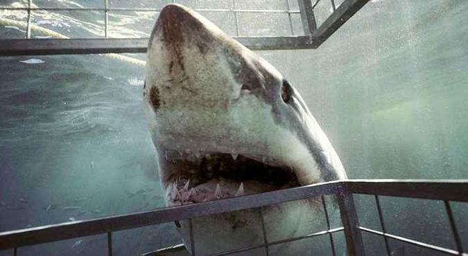 O tubarão-branco estreou no grupo de animais ameaçados: risco também na costa sul-africana(foto: Animal Planet/Reuters) O tubarão-branco estreou no grupo de animais ameaçados: risco também na costa sul-africana(foto: Animal Planet/Reuters)