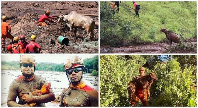 Entre os bichos atendidos estão gatos, cães, equinos, bovinos, pássaros e aves(foto: Corpo de Bombeiros/Divulgação) Entre os bichos atendidos estão gatos, cães, equinos, bovinos, pássaros e aves(foto: Corpo de Bombeiros/Divulgação)