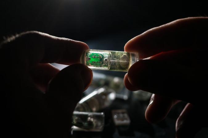Depois de ingerido, o sensor manda informações que podem ser lidas pelo aplicativo de um celular: resultado promissor com porcos(foto: Lillie Paquette/Divulgação) Depois de ingerido, o sensor manda informações que podem ser lidas pelo aplicativo de um celular: resultado promissor com porcos(foto: Lillie Paquette/Divulgação)