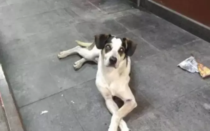 Cachorro morto na loja Carrefour de Osasco, na Grande São Paulo(foto: Reprodução/ Facebook) Cachorro morto na loja Carrefour de Osasco, na Grande São Paulo(foto: Reprodução/ Facebook)