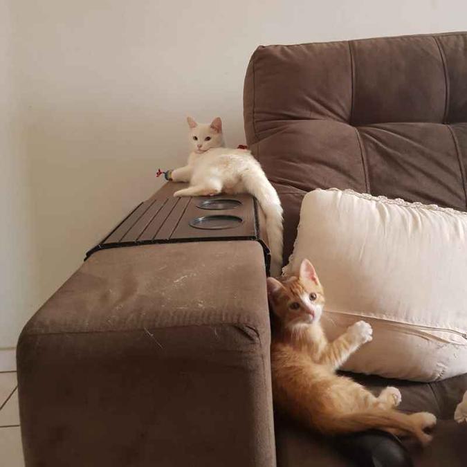 O tutor de Benny (malhado) e Karin tomou todos os cuidados para manter os gatos seguros no 12º andar (foto: Arquivo pessoal) O tutor de Benny (malhado) e Karin tomou todos os cuidados para manter os gatos seguros no 12º andar (foto: Arquivo pessoal)