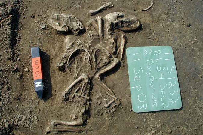 Fóssil de animal enterrado nos EUA entre 660 e 1350 anos atrás: amizade antiga(foto: Illinois State Archaeological Survey/Divulgação ) Fóssil de animal enterrado nos EUA entre 660 e 1350 anos atrás: amizade antiga(foto: Illinois State Archaeological Survey/Divulgação )