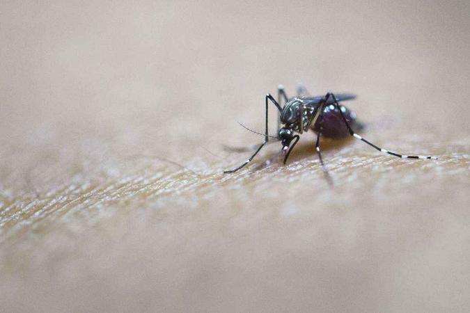 Mosquito transmissor de Zika na perna de um homem(foto: YE AUNG THU) Mosquito transmissor de Zika na perna de um homem(foto: YE AUNG THU)