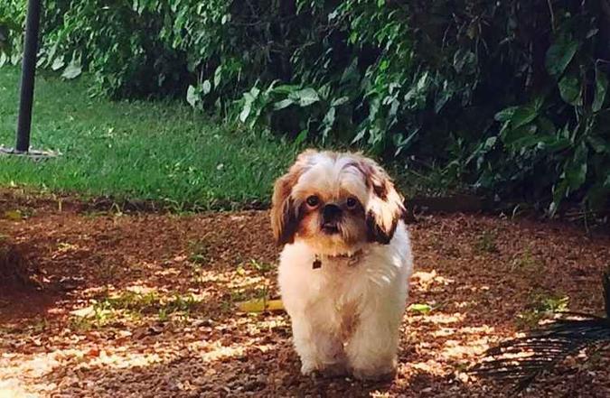 A dona de Louis escondeu o pet na bolsa: sem latir(foto: Arquivo Pessoal) A dona de Louis escondeu o pet na bolsa: sem latir(foto: Arquivo Pessoal)