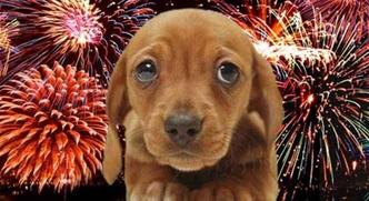 Protetores de animais fizeram campanha nas redes sociais pela proibição dos fogos(foto: Reprodução Portal Dog) Protetores de animais fizeram campanha nas redes sociais pela proibição dos fogos(foto: Reprodução Portal Dog)