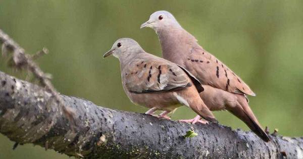 O amor rom&acirc;ntico faz a diferen&ccedil;a at&eacute; entre os passarinhos