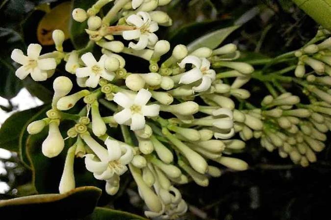 Natural da Ilha Maurício, a Gaertnera psychotrioides requer atenção Natural da Ilha Maurício, a Gaertnera psychotrioides requer atenção