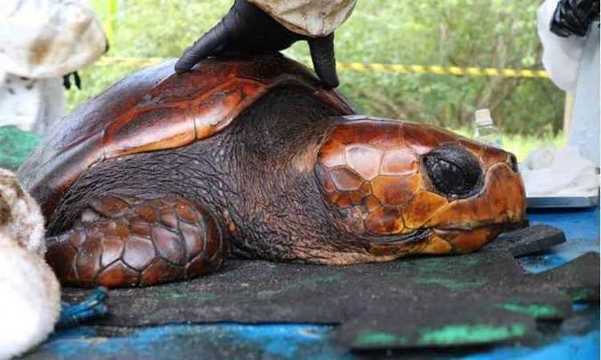 Ibama estima que 625 regiões tenham sido atingidas pelo óleo(foto: Leandro de Santana/Esp. DP) Ibama estima que 625 regiões tenham sido atingidas pelo óleo(foto: Leandro de Santana/Esp. DP)