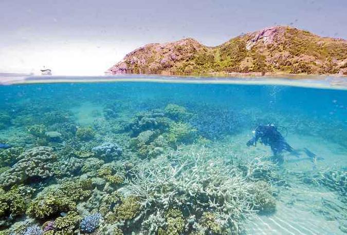 Há áreas em que morreram dois terços dos corais nos últimos nove meses: patrimônio em risco(foto: WWF Australia) Há áreas em que morreram dois terços dos corais nos últimos nove meses: patrimônio em risco(foto: WWF Australia)