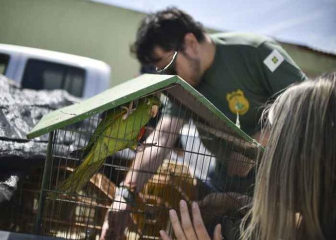 70 animais silvestres foram apreendidos em operação conjunta, em Santa Maria(foto: Andre Borges/Agência Brasília) 70 animais silvestres foram apreendidos em operação conjunta, em Santa Maria(foto: Andre Borges/Agência Brasília)