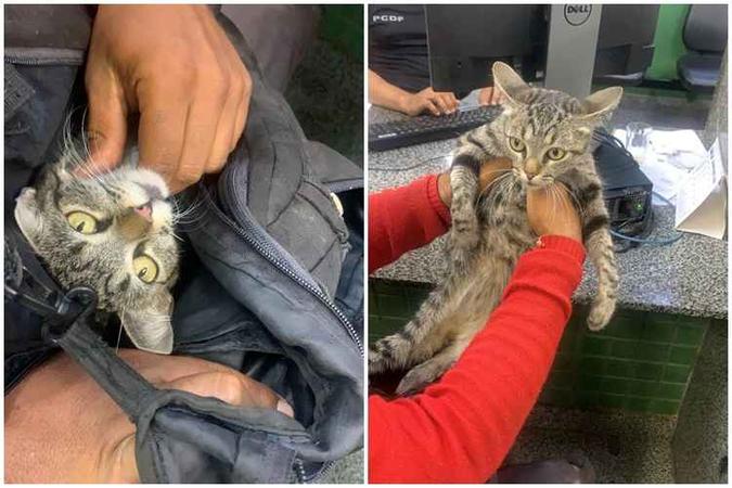 Segundo a polícia, gato estava bem cuidado, saudável, sem ferimentos e demonstrava carinho pelo homem que o carregava(foto: Divulgação/PMDF) Segundo a polícia, gato estava bem cuidado, saudável, sem ferimentos e demonstrava carinho pelo homem que o carregava(foto: Divulgação/PMDF)