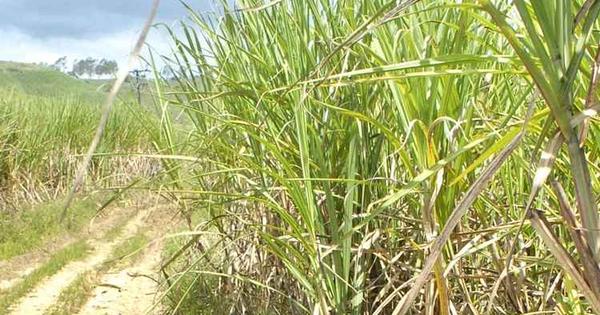 Covid-19 e risco de mudan&ccedil;a no STF amea&ccedil;am setor sucroenerg&eacute;tico nacional