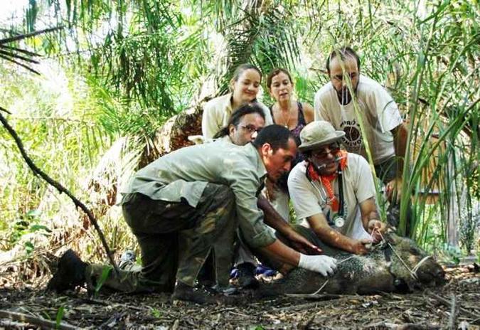 Equipe de pesquisadores instala o equipamento em uma queixada no Pantanal matogrossense: objetivo é aumentar a base de dados da fauna brasileira(foto: Arquivo pessoal) Equipe de pesquisadores instala o equipamento em uma queixada no Pantanal matogrossense: objetivo é aumentar a base de dados da fauna brasileira(foto: Arquivo pessoal)
