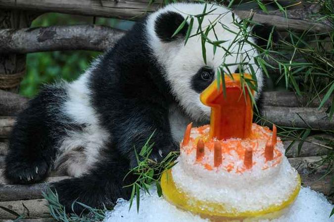 A pandinha - que ainda não foi batizada - pareceu ficar cansada com as comemorações e adormeceu(foto: Mohd Rasfan/AFP) A pandinha - que ainda não foi batizada - pareceu ficar cansada com as comemorações e adormeceu(foto: Mohd Rasfan/AFP)