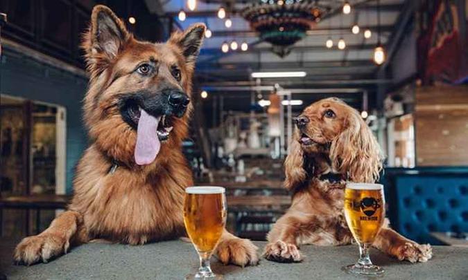 (foto: BrewDog/Divulgação) (foto: BrewDog/Divulgação)