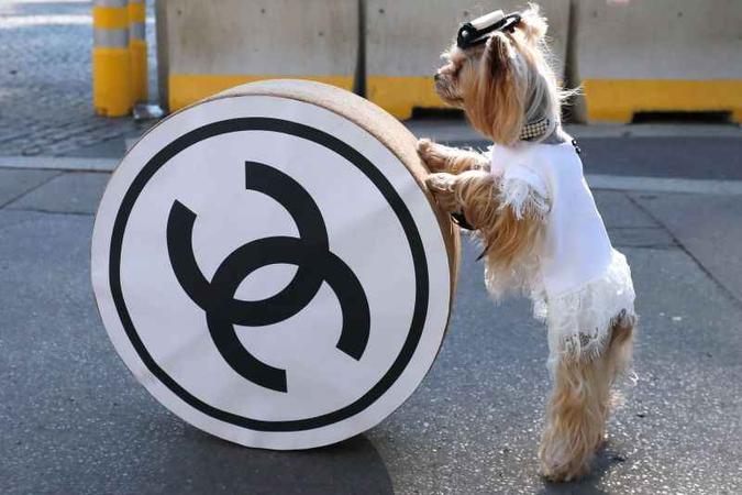 A associação de direitos dos animais Peta aplaudiu a medida(foto: AFP) A associação de direitos dos animais Peta aplaudiu a medida(foto: AFP)