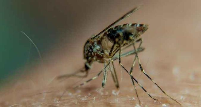 Mosquito Aedes aegypti: boletim epidemiológico mais recente do Ministério da Saúde mostra que, de janeiro a 20 de setembro, foram notificados 236.287 mil casos(foto: Philippe Huguen/AFP) Mosquito Aedes aegypti: boletim epidemiológico mais recente do Ministério da Saúde mostra que, de janeiro a 20 de setembro, foram notificados 236.287 mil casos(foto: Philippe Huguen/AFP)