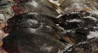 Pesquisa poderá tornar a carne do tambaqui com mais qualidade para o consumo(foto: Agência Brasil) Pesquisa poderá tornar a carne do tambaqui com mais qualidade para o consumo(foto: Agência Brasil)
