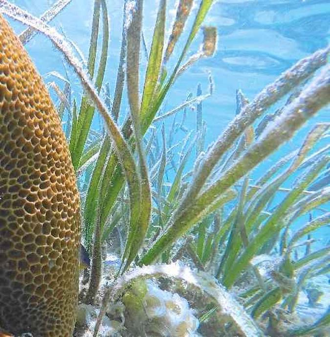 A planta, que se espalha como mato, consegue filtrar impurezas na água, como as bactérias do gênero Enterococcus, presentes em excrementos (foto: Courtney Couch/Divulgação) A planta, que se espalha como mato, consegue filtrar impurezas na água, como as bactérias do gênero Enterococcus, presentes em excrementos (foto: Courtney Couch/Divulgação)
