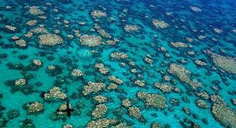 O branqueamento dos corais é um fenômeno de fragilização que é traduzido por uma descoloração, provocado pelo aumento da temperatura da água. Isto provoca a expulsão das algas simbióticas que dão ao coral sua color e seus nutrientes(foto: Ed Roberts/Arc Centre of Excellence for Coral Reef Studies/AFP) O branqueamento dos corais é um fenômeno de fragilização que é traduzido por uma descoloração, provocado pelo aumento da temperatura da água. Isto provoca a expulsão das algas simbióticas que dão ao coral sua color e seus nutrientes(foto: Ed Roberts/Arc Centre of Excellence for Coral Reef Studies/AFP)