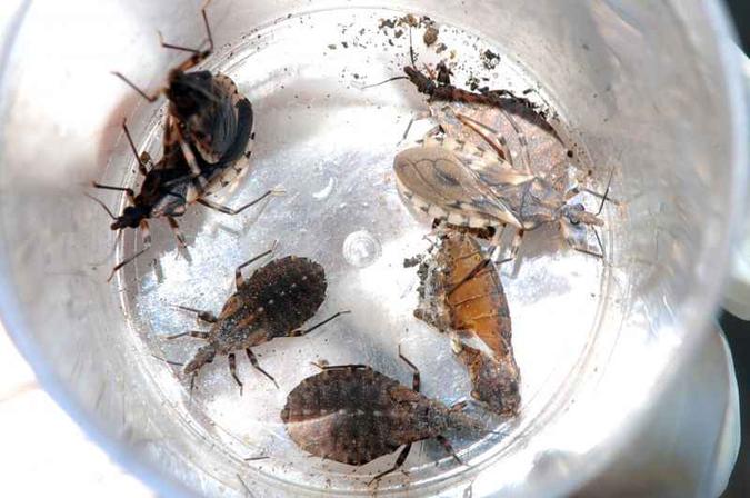 O barbeiro é o vetor do protozoário causador da doença: mundo tem de 6 a 7 milhões de pessoas contaminadas(foto: Iano Andrade/CB/D.A Press) O barbeiro é o vetor do protozoário causador da doença: mundo tem de 6 a 7 milhões de pessoas contaminadas(foto: Iano Andrade/CB/D.A Press)