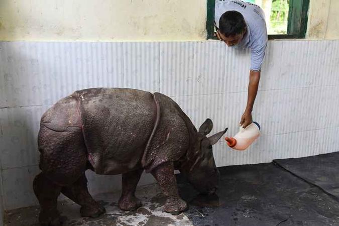 Animal já está sob cuidados após ser resgatado de uma inundação (foto: BijuBoro/AFP) Animal já está sob cuidados após ser resgatado de uma inundação (foto: BijuBoro/AFP)