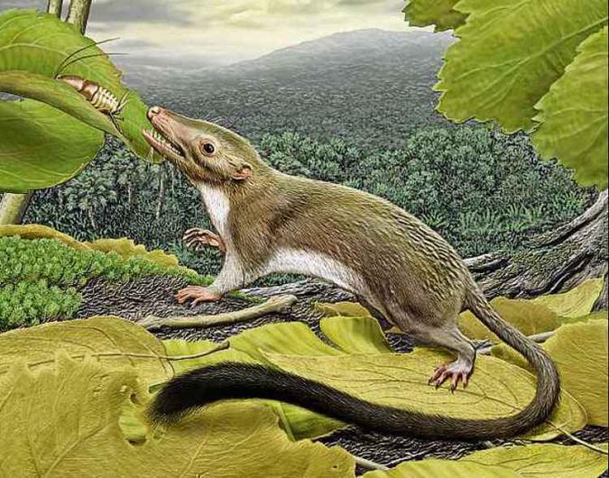 Ilustração mostra possível aparência dos primeiros mamíferos, baseada em fósseis: comedor de frutas e insetos(foto: Carl Buell/Divulgação) Ilustração mostra possível aparência dos primeiros mamíferos, baseada em fósseis: comedor de frutas e insetos(foto: Carl Buell/Divulgação)