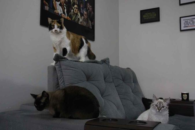 A gata Valentina (Cor escura), tem uma personalidade mais reservada. Apesar de ter tido dificuldade em se adaptar com os outros animais da casa, hoje convive bem com eles.(foto: Vinicius Cardoso Vieira/Esp. CB/D.A Press) A gata Valentina (Cor escura), tem uma personalidade mais reservada. Apesar de ter tido dificuldade em se adaptar com os outros animais da casa, hoje convive bem com eles.(foto: Vinicius Cardoso Vieira/Esp. CB/D.A Press)
