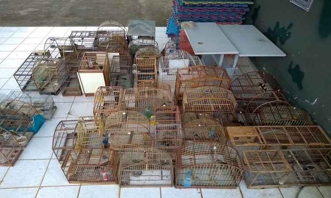 As aves eram mantidas em cativeiro irregular em um bairro de São Sebatião(foto: Divulgação/PMDF) As aves eram mantidas em cativeiro irregular em um bairro de São Sebatião(foto: Divulgação/PMDF)
