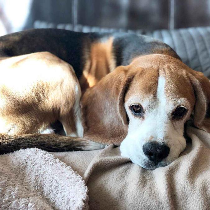 Os cachorros costumam ser mais preguiçosos e adoram um cochilo. Tendo isso em mente, uma alternativa é construir uma estrutura de pallet ou usar um pneu combinado com futton. Também é possível criar uma espécie de %u201Ctoca%u201D, forrada com travesseiro e sob uma escrivaninha ou mesa auxiliar.(foto: Helmut Newton/Reprodução) Os cachorros costumam ser mais preguiçosos e adoram um cochilo. Tendo isso em mente, uma alternativa é construir uma estrutura de pallet ou usar um pneu combinado com futton. Também é possível criar uma espécie de %u201Ctoca%u201D, forrada com travesseiro e sob uma escrivaninha ou mesa auxiliar.(foto: Helmut Newton/Reprodução)