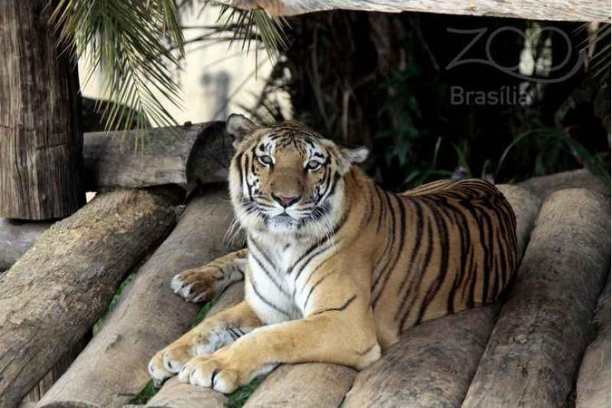 Medida não afetará o zoológico de Los Angeles(foto: Zoo de Brasília/Divulgação) Medida não afetará o zoológico de Los Angeles(foto: Zoo de Brasília/Divulgação)