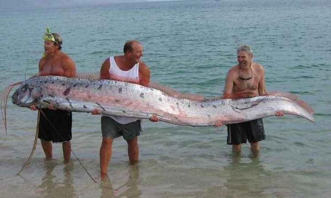O peixe-remo, normalmente, surge quando está próximo de morrer e vem à superfície para anunciar alguma catástrofe.(foto: Reprodução/Twitter) O peixe-remo, normalmente, surge quando está próximo de morrer e vem à superfície para anunciar alguma catástrofe.(foto: Reprodução/Twitter)