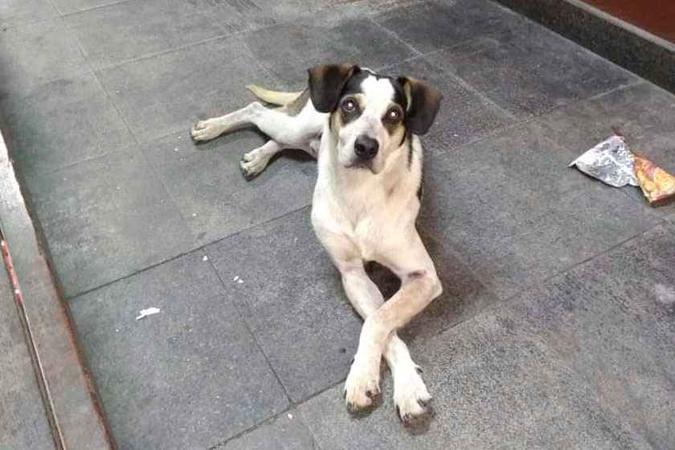 O cão circulava nas dependências do estabelecimento há semanas e havia sido alimentado por funcionários do hipermercado(foto: Reprodução/Facebook) O cão circulava nas dependências do estabelecimento há semanas e havia sido alimentado por funcionários do hipermercado(foto: Reprodução/Facebook)