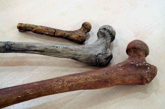 Fêmures de diferentes espécies da linhagem hominínea. Do menor para o maior: Australopithecus afarensis, Homo ergaster e Neandertal(foto: Universidade de Cambridge/Divulgação) Fêmures de diferentes espécies da linhagem hominínea. Do menor para o maior: Australopithecus afarensis, Homo ergaster e Neandertal(foto: Universidade de Cambridge/Divulgação)