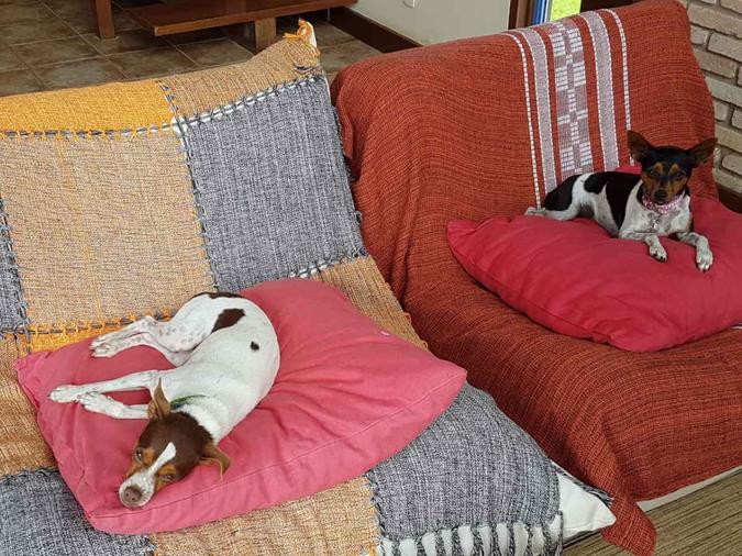 As companheiras Lola (esquerda) e Zuri passaram por um adestramento positivo, o que possibilitou criar um laço com a tutora, Bernadete(foto: Arquivo Pessoal) As companheiras Lola (esquerda) e Zuri passaram por um adestramento positivo, o que possibilitou criar um laço com a tutora, Bernadete(foto: Arquivo Pessoal)