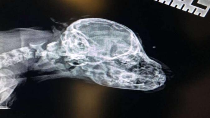 Raios-x mostraram que o rabo extra, não está conectado a nenhum órgão interno(foto: Reprodução/Facebook) Raios-x mostraram que o rabo extra, não está conectado a nenhum órgão interno(foto: Reprodução/Facebook)