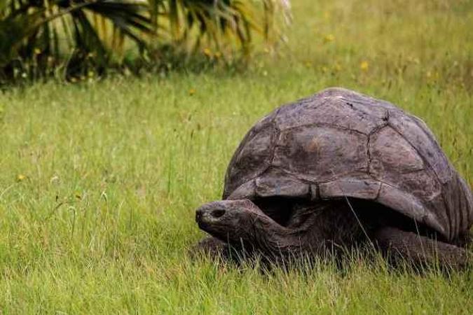 Jhonatan tem 186 anos, e é a tartaruga mais velha do mundo(foto: Gianluirgia Gueci/AFP) Jhonatan tem 186 anos, e é a tartaruga mais velha do mundo(foto: Gianluirgia Gueci/AFP)
