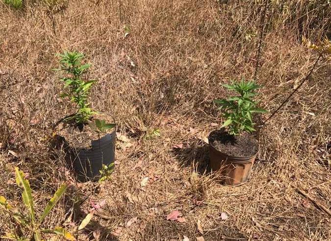 As plantas estavam sendo cultivadas em vasos na Floresta Nacional de Brasília(foto: PMDF/ divulgação) As plantas estavam sendo cultivadas em vasos na Floresta Nacional de Brasília(foto: PMDF/ divulgação)